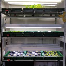 Гидропонная установка для выращивания микрозелени и рассады