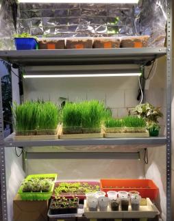 Гидропонная установка для выращивания микрозелени и рассады